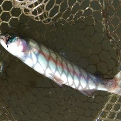 大安トラウトレイク釣果